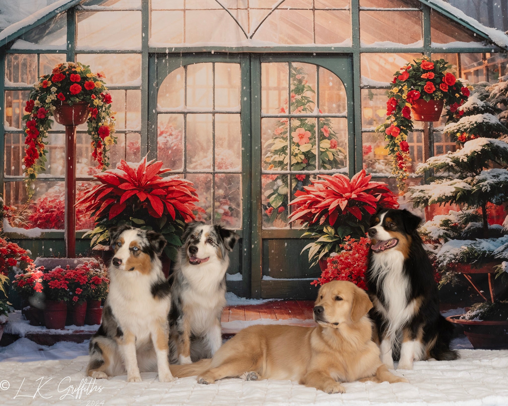 Kate Winter Snow Red Flower Greenhouse Backdrop Designed by GQ - Kate Backdrop AU