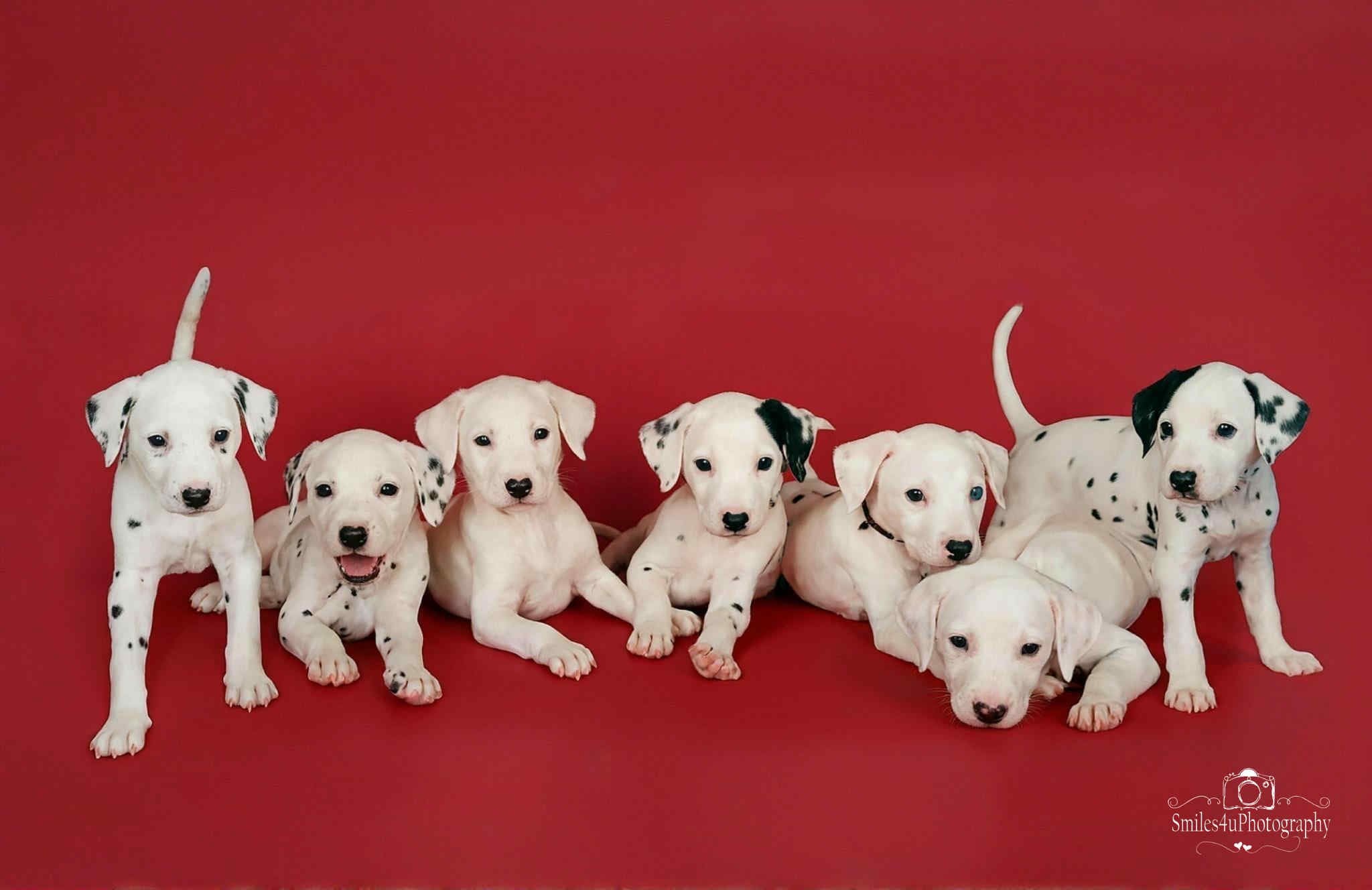 Kate Dark Red Seamless Paper Backdrop for Photography - Kate Backdrop AU