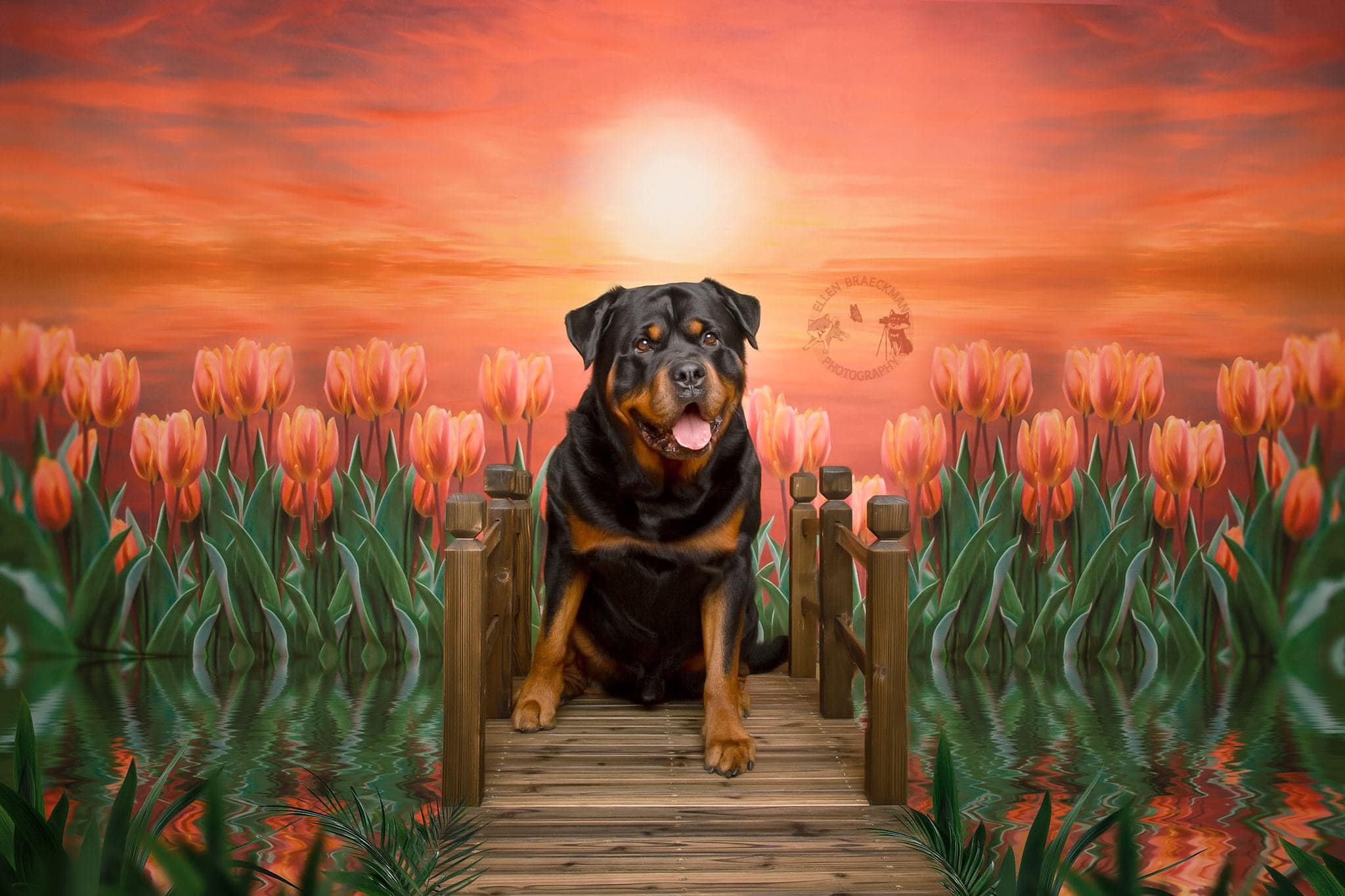 Kate Sunset Tulip Backdrop for Photography - Kate Backdrop AU