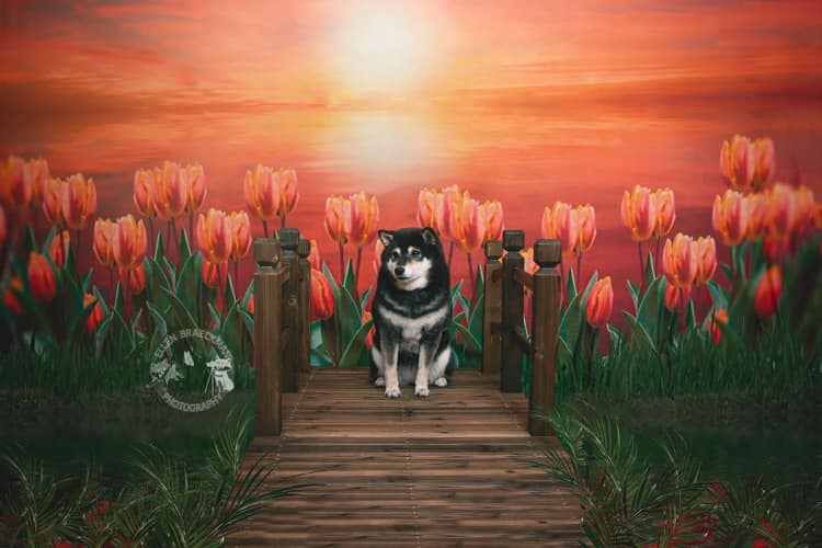 Kate Sunset Tulip Backdrop for Photography - Kate Backdrop AU