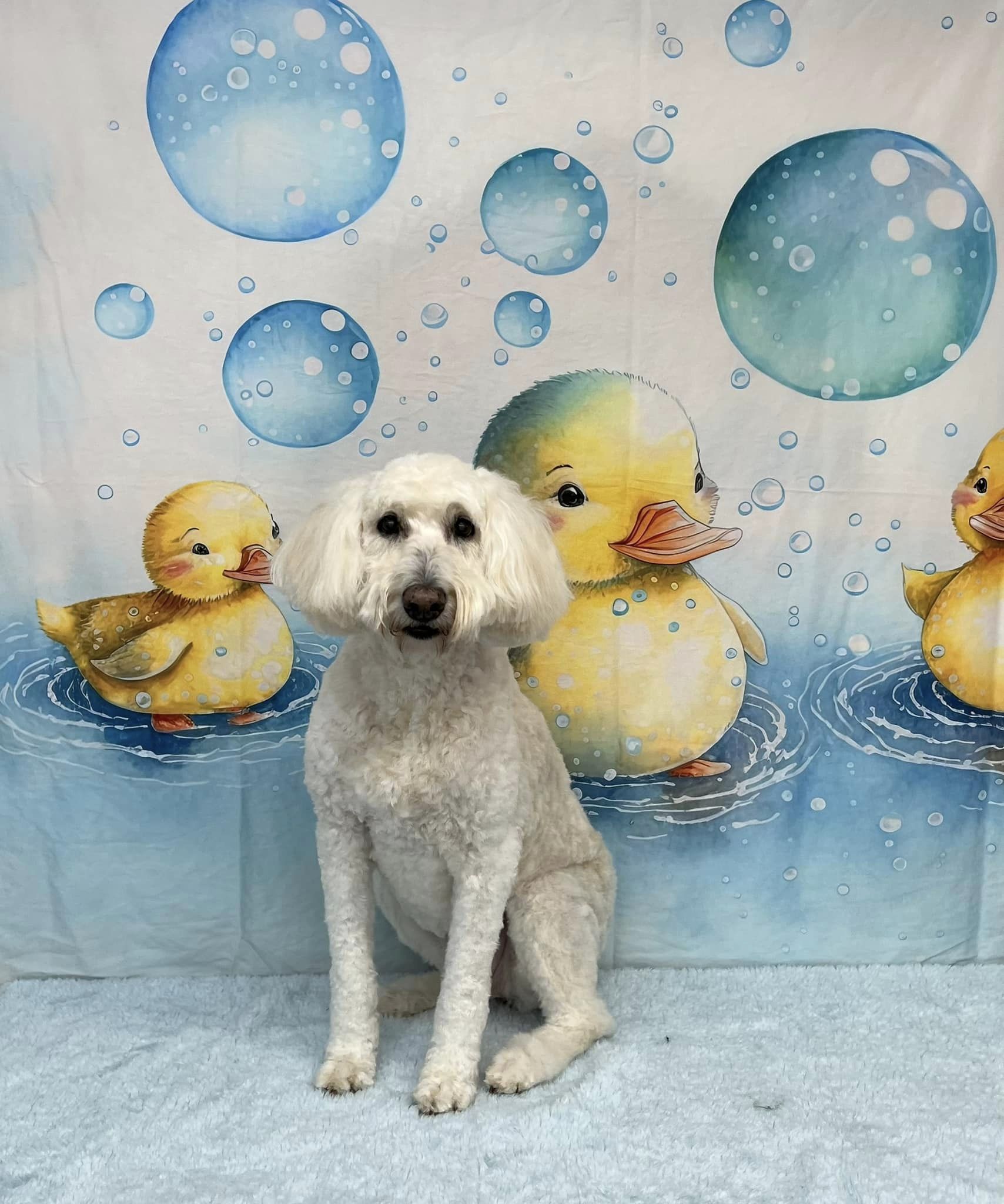 Kate Splish Splash Celebration Backdrop Designed by Patty Robertss - Kate Backdrop AU