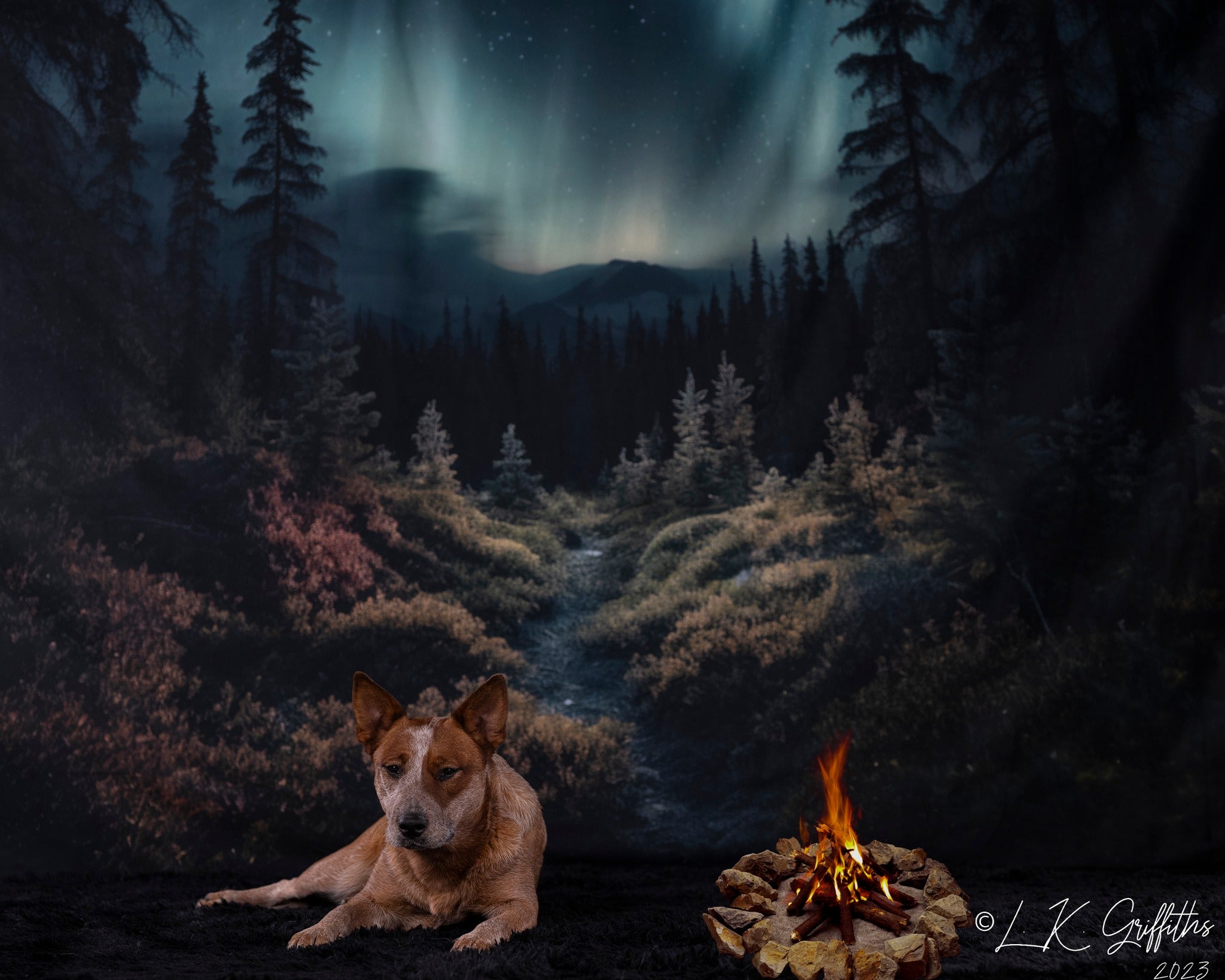 Kate Forest Northern Lights Backdrop Designed by Mandy Ringe Photography - Kate Backdrop AU