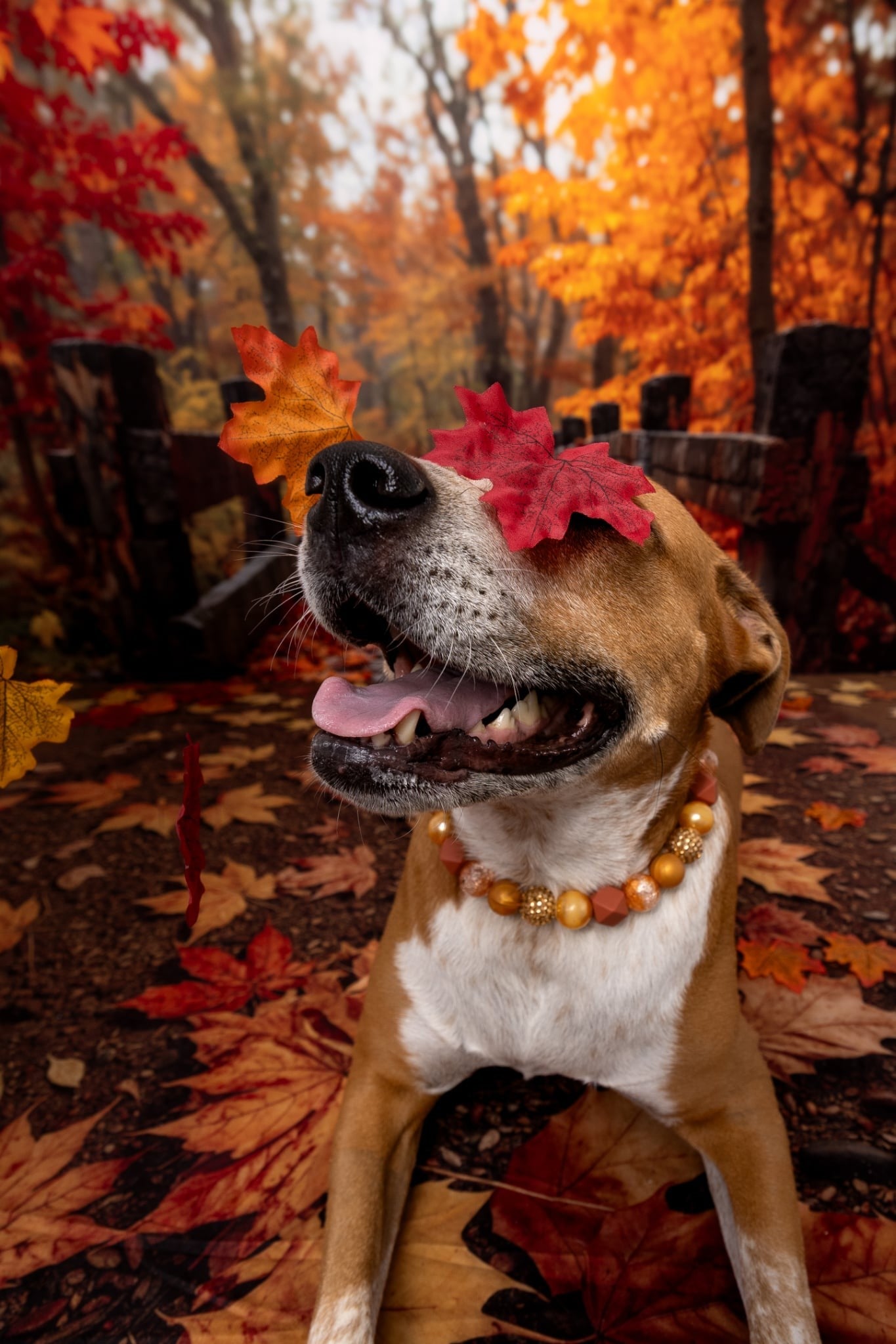 Kate Autumn Bridge Wooden Pathway Backdrop Designed by Emetselch