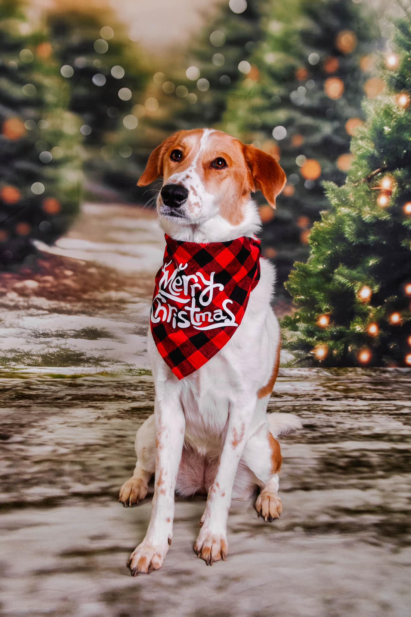 Kate Winter Christmas Tree Backdrop +Dirt Mixed with Grass and Snow Floor Backdrop for Photography - Kate Backdrop AU
