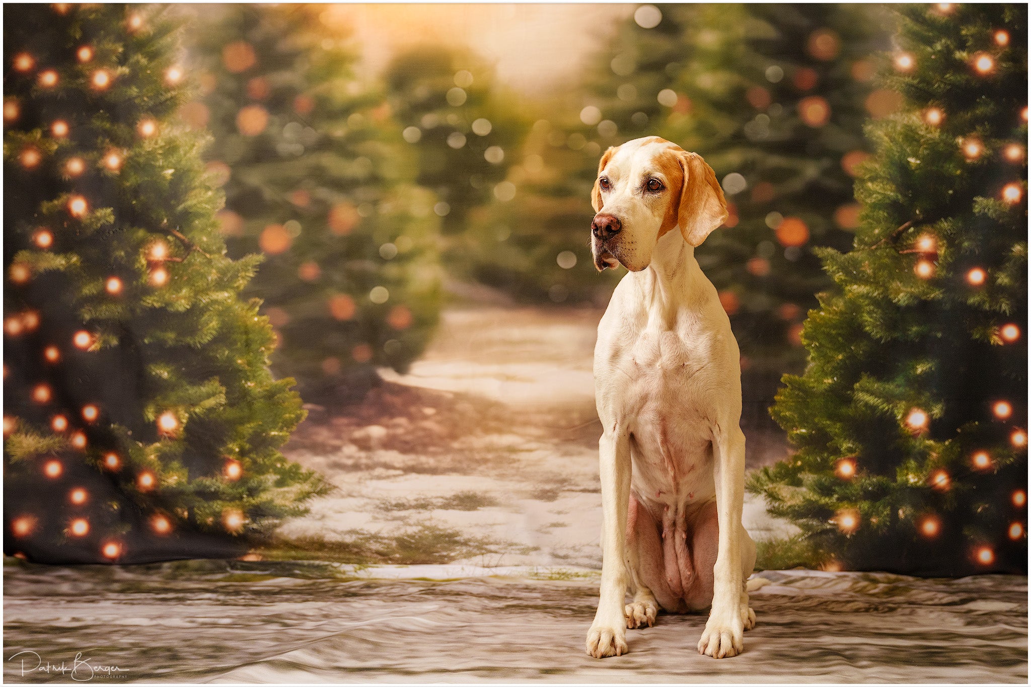 Kate Winter Christmas Tree Backdrop +Dirt Mixed with Grass and Snow Floor Backdrop for Photography - Kate Backdrop AU