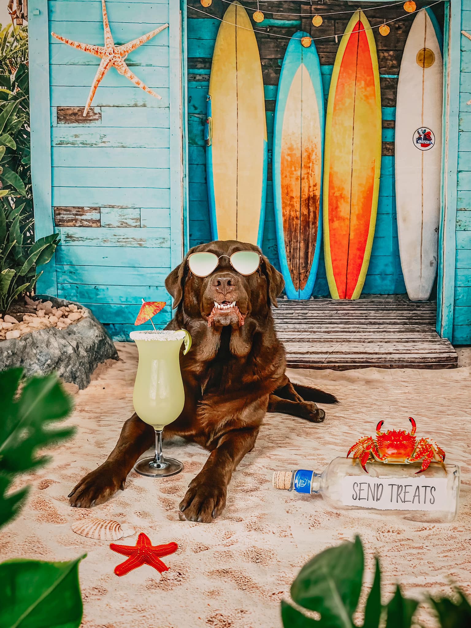 Black dog lying in front of blue surfboard store backdrop
