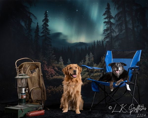 Kate Forest Northern Lights Backdrop Designed by Mandy Ringe Photography - Kate Backdrop AU