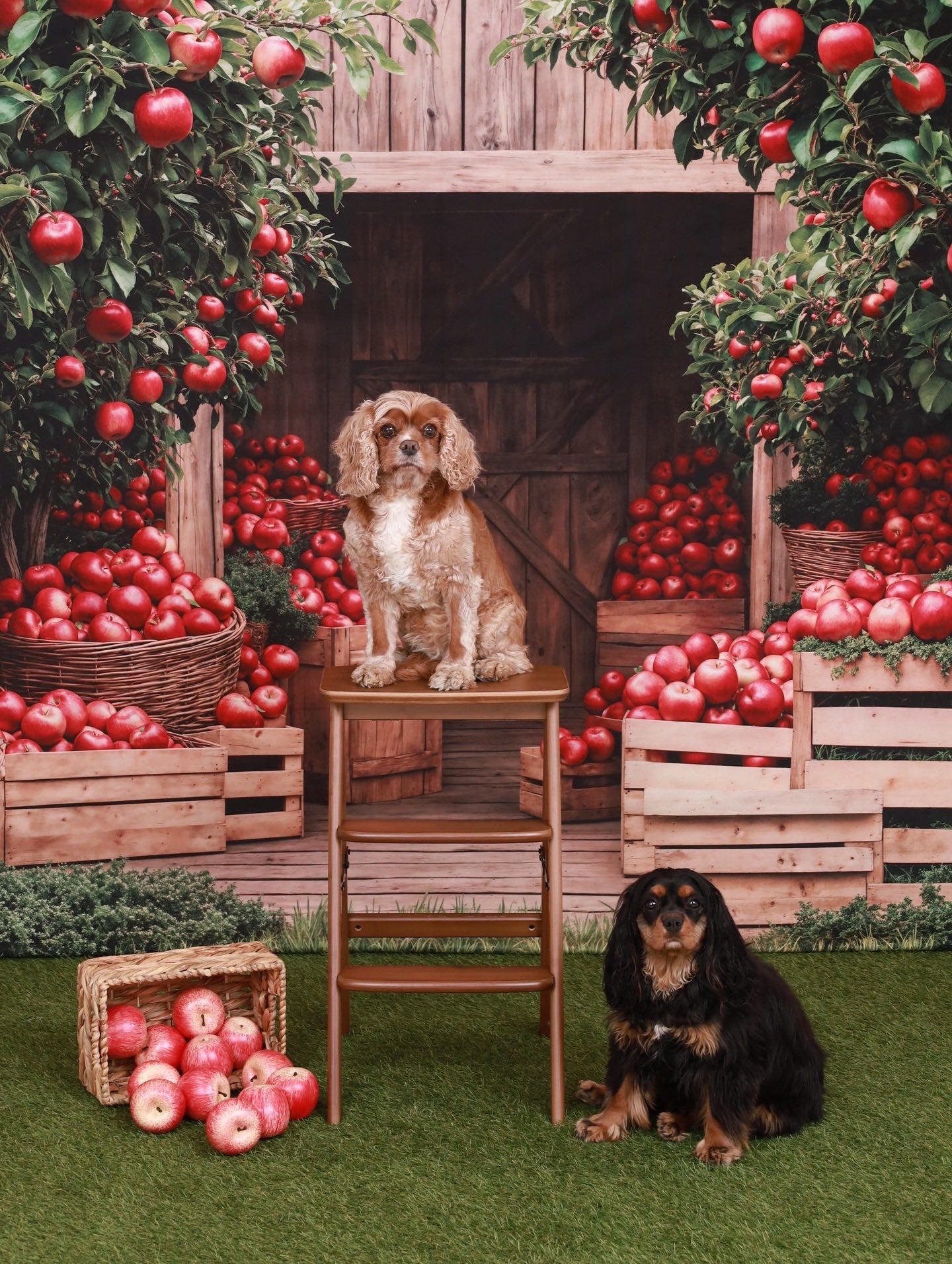 Kate Fall Apple Orchard Barn Backdrop Designed by Emetselch