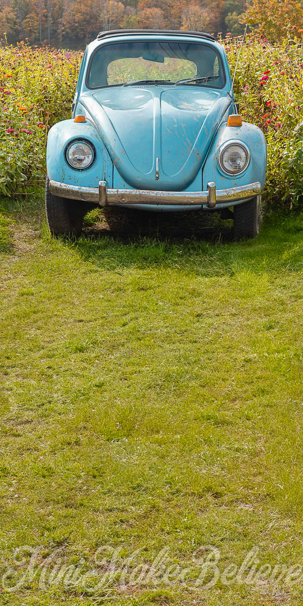 Kate Sweep Muddy Blue Buggy Backdrop for Photography Designed by Mini Makebelieve - Kate Backdrop AU