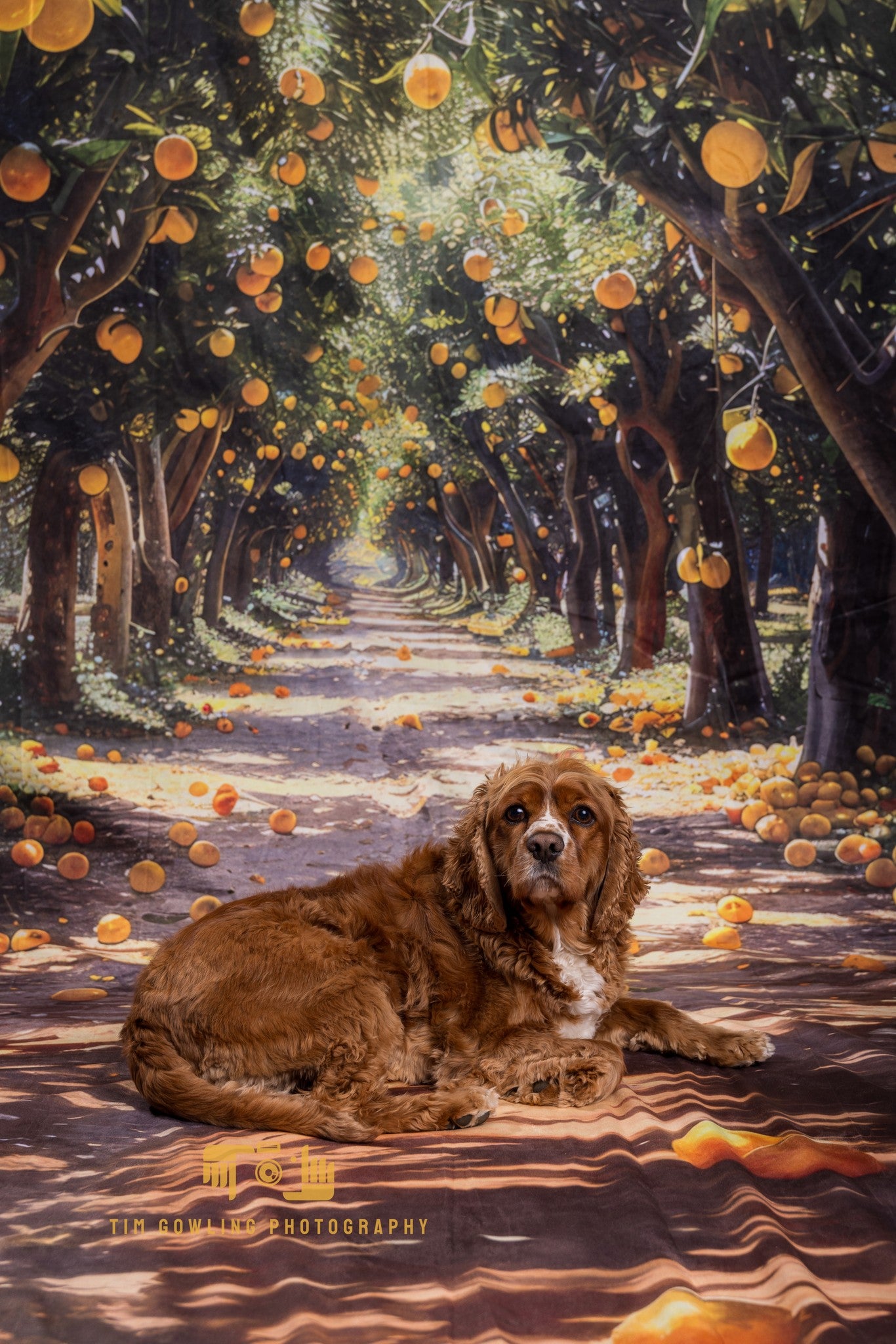 Kate Sweep Orange Grove Backdrop
