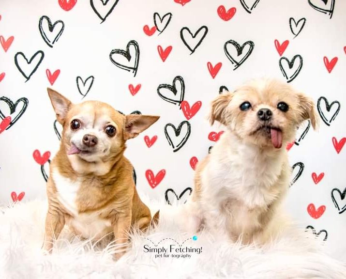 Kate Valentine's Day Backdrop White Loveheart for Photography - Kate Backdrop AU
