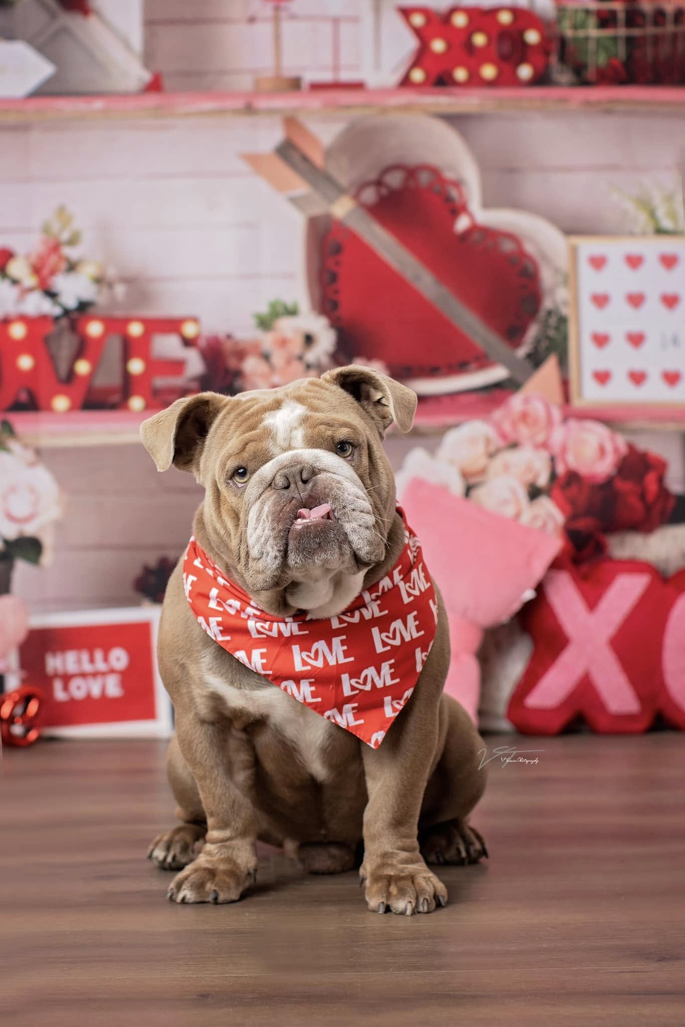 Kate Valentine's Day Love Backdrop Heart Designed by Mandy Ringe Photography - Kate Backdrop AU
