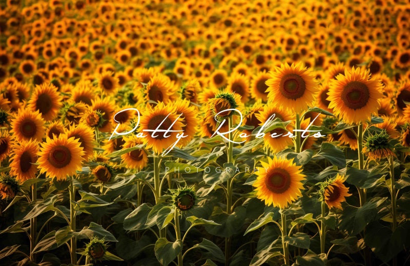Kate Sunflowers Autumn Backdrop Designed by Patty Robertss - Kate Backdrop AU