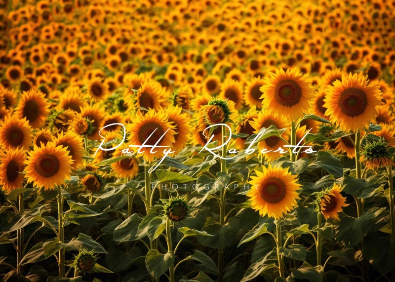 Kate Sunflowers Autumn Backdrop Designed by Patty Robertss - Kate Backdrop AU