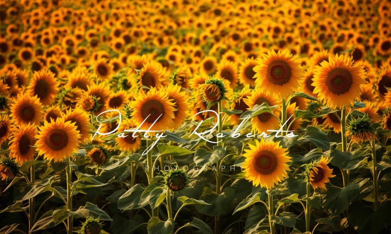 Kate Sunflowers Autumn Backdrop Designed by Patty Robertss - Kate Backdrop AU