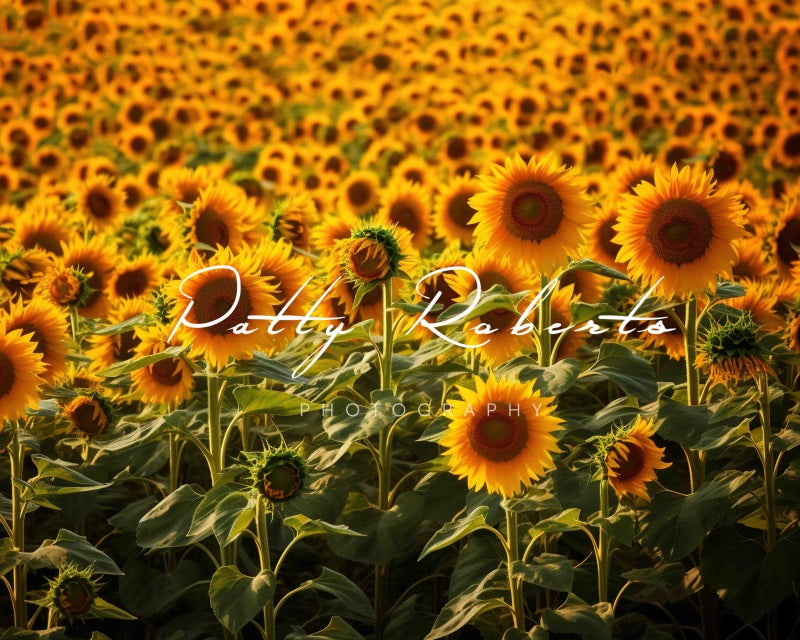 Kate Sunflowers Autumn Backdrop Designed by Patty Robertss - Kate Backdrop AU