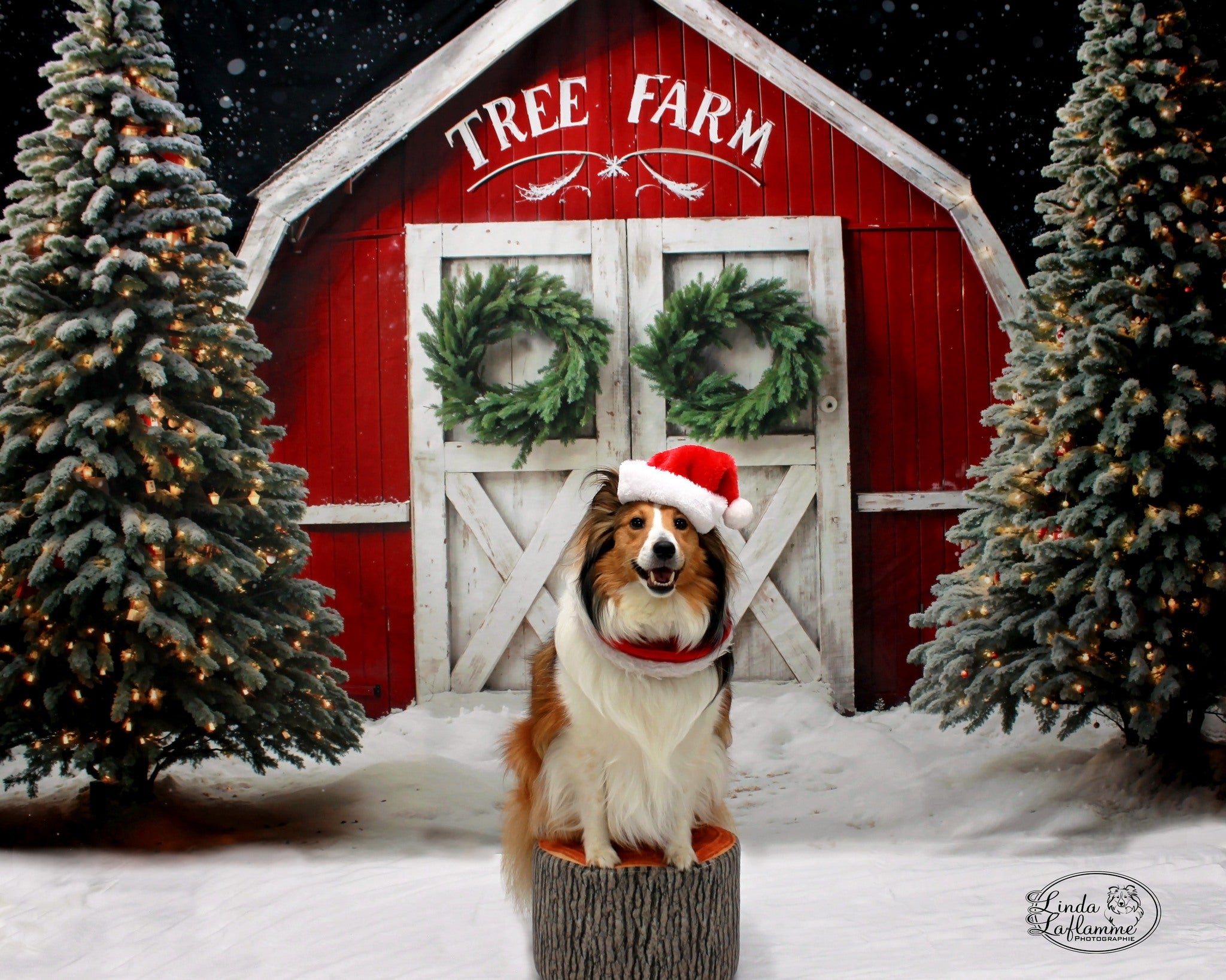 Kate Winter Christmas Tree Farm Backdrop Red Barn Designed by Chain Photography - Kate Backdrop AU