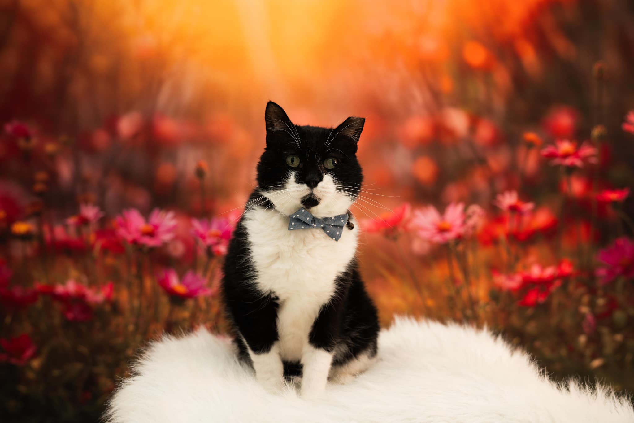 Kate Spring Sunshine Red Flower Backdrop Designed by Emetselch - Kate Backdrop AU