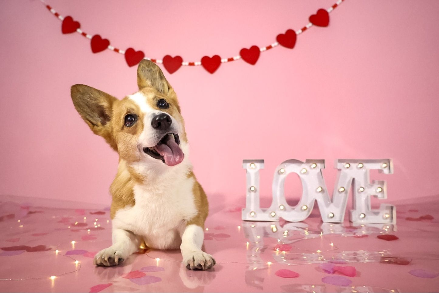 Kate Baby Pink Seamless Paper Backdrop for Photography - Kate Backdrop AU