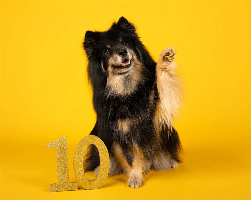Kate Forsythia Yellow Seamless Paper Backdrop for Photography - Kate Backdrop AU