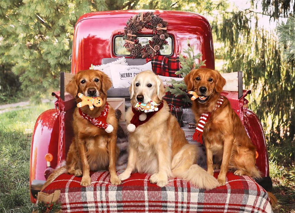 Kate Red Christmas Truck Backdrop Designed by Mandy Ringe Photography - Kate Backdrop AU