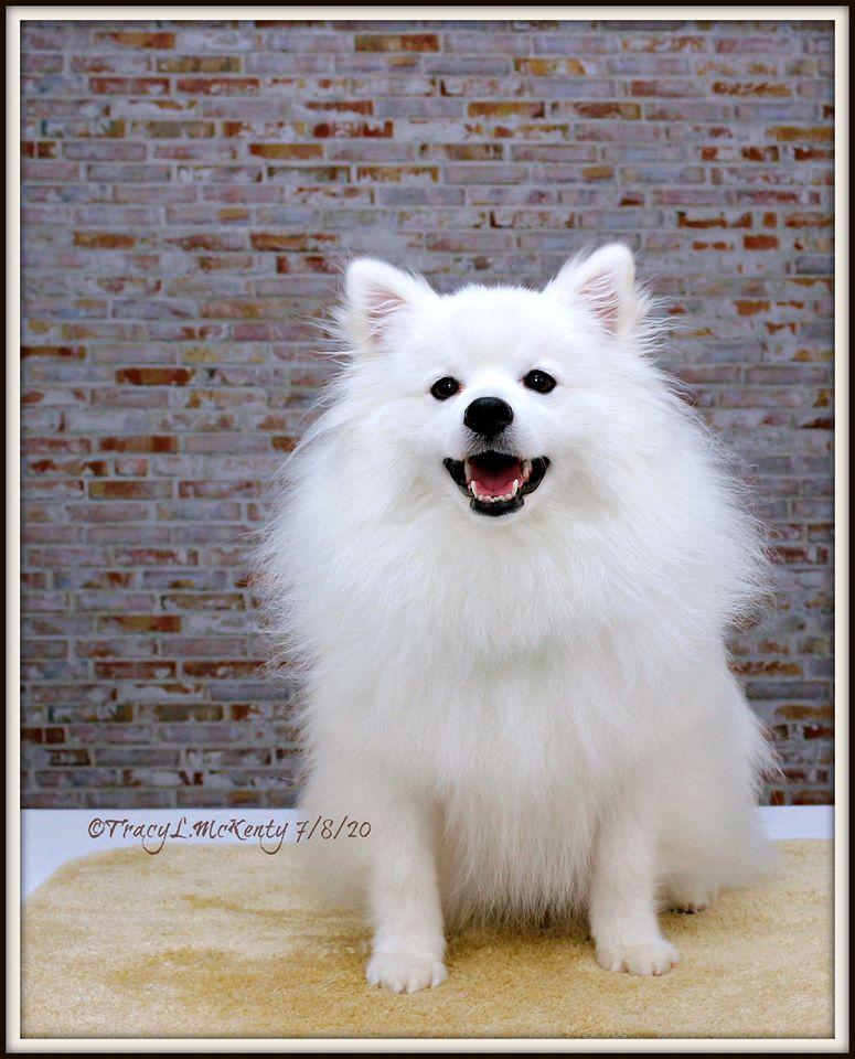 Kate Vintage Brick Backdrop Grey for Portrait Designed by Jia Chan Photography - Kate Backdrop AU