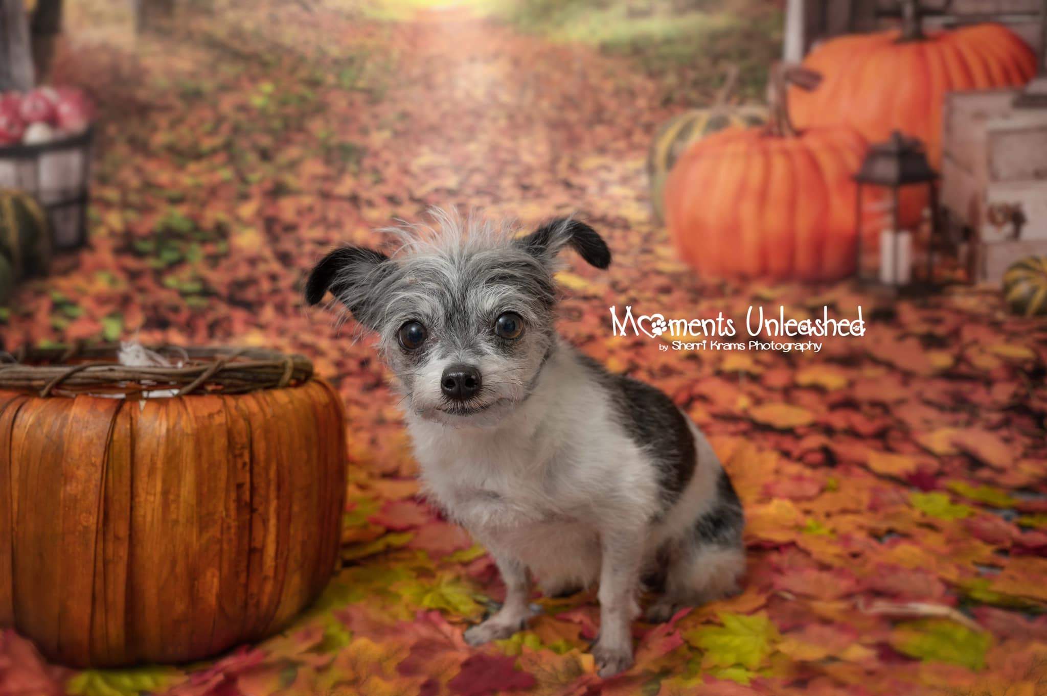 Kate Autumn Leaf Thanksgiving with Pumpkins Backdrop Designed By Jerry_Sina - Kate Backdrop AU