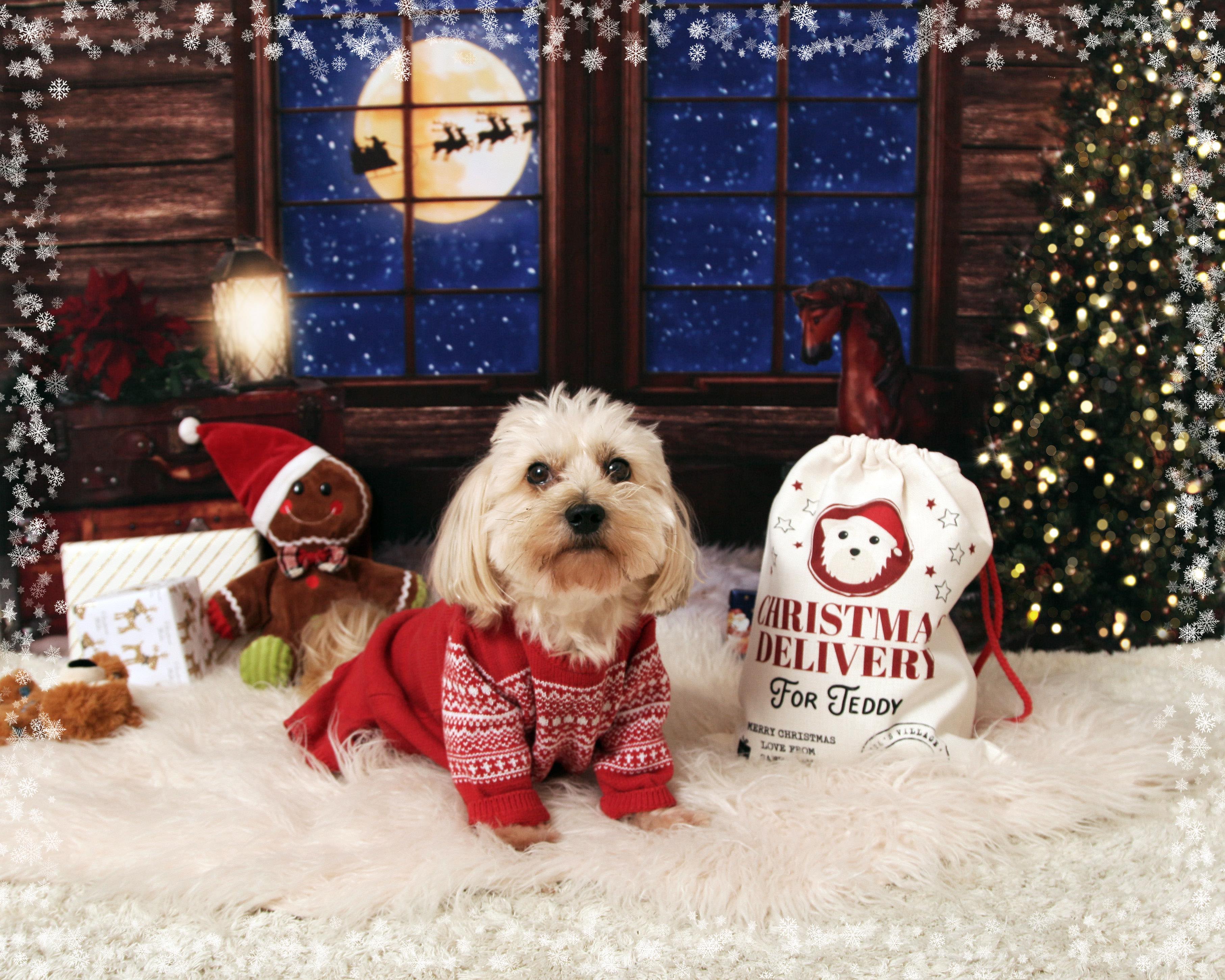 Kate Christmas Tree Santa Backdrop for Photography Designed by Lisa Granden - Kate Backdrop AU