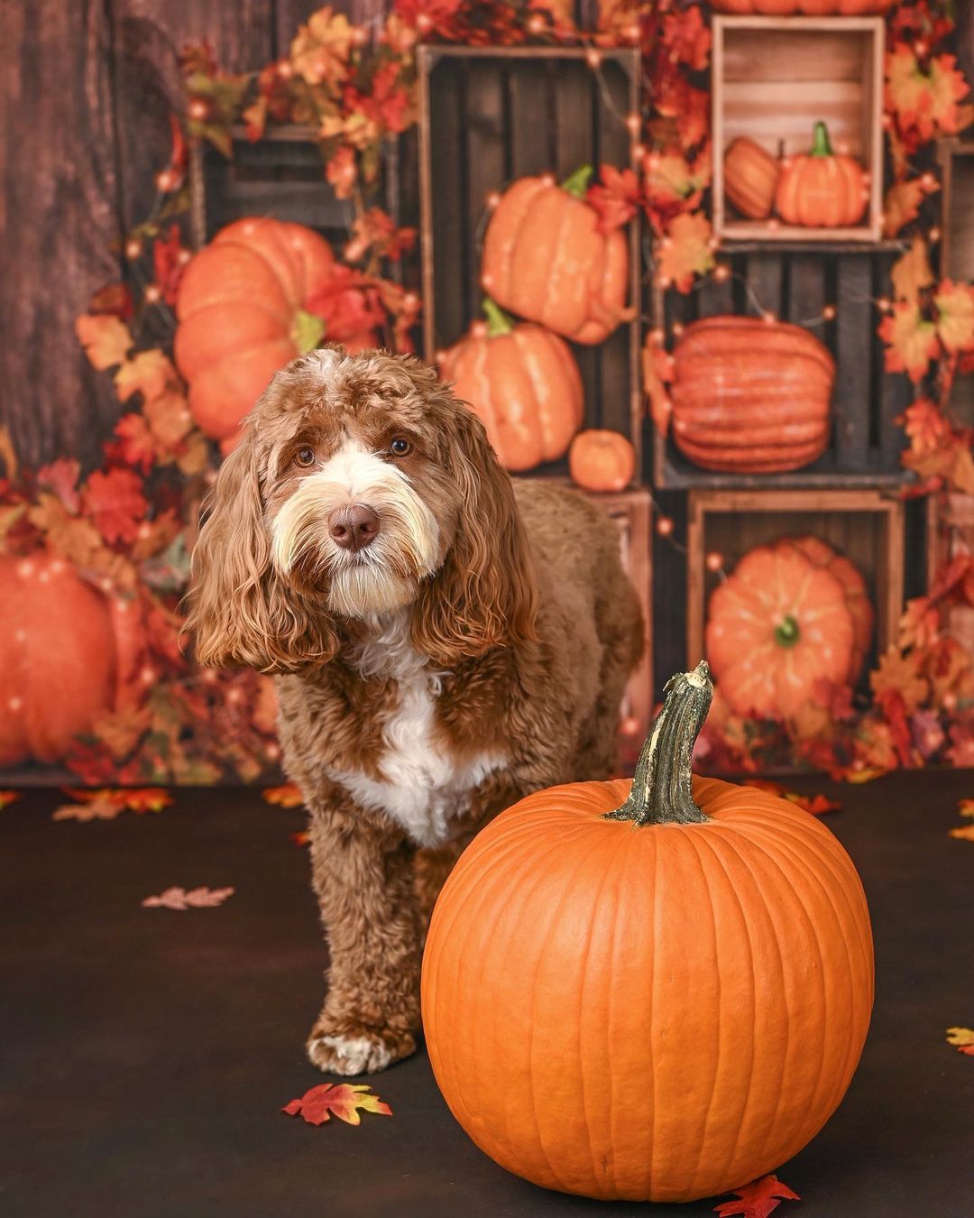 Kate Thanksgiving Pumpkins Backdrop Autumn Designed by Emetselch - Kate Backdrop AU