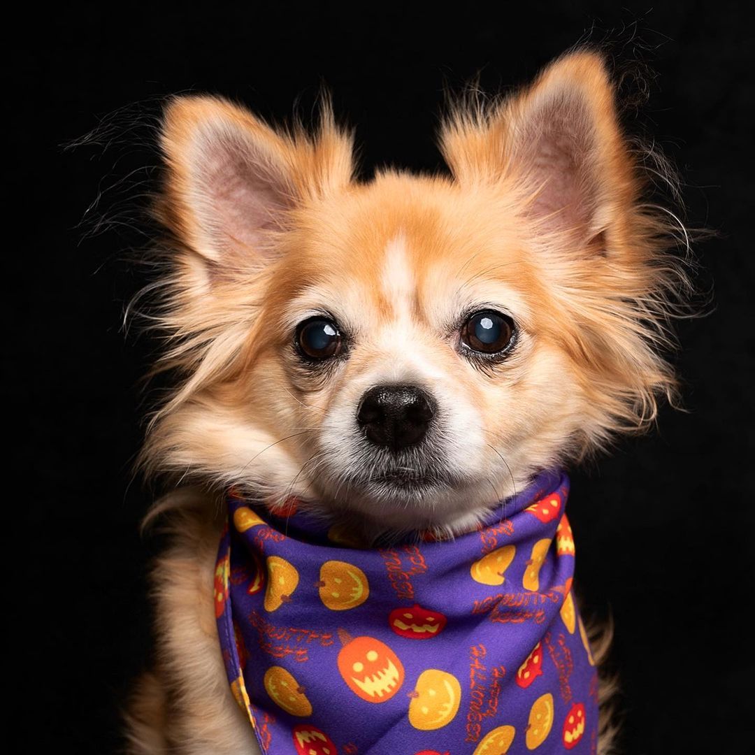 Kate Solid White/Black Solid Collapsible Backdrop Photography 5X6.5ft(1.5x2m) - katebackdrop AU