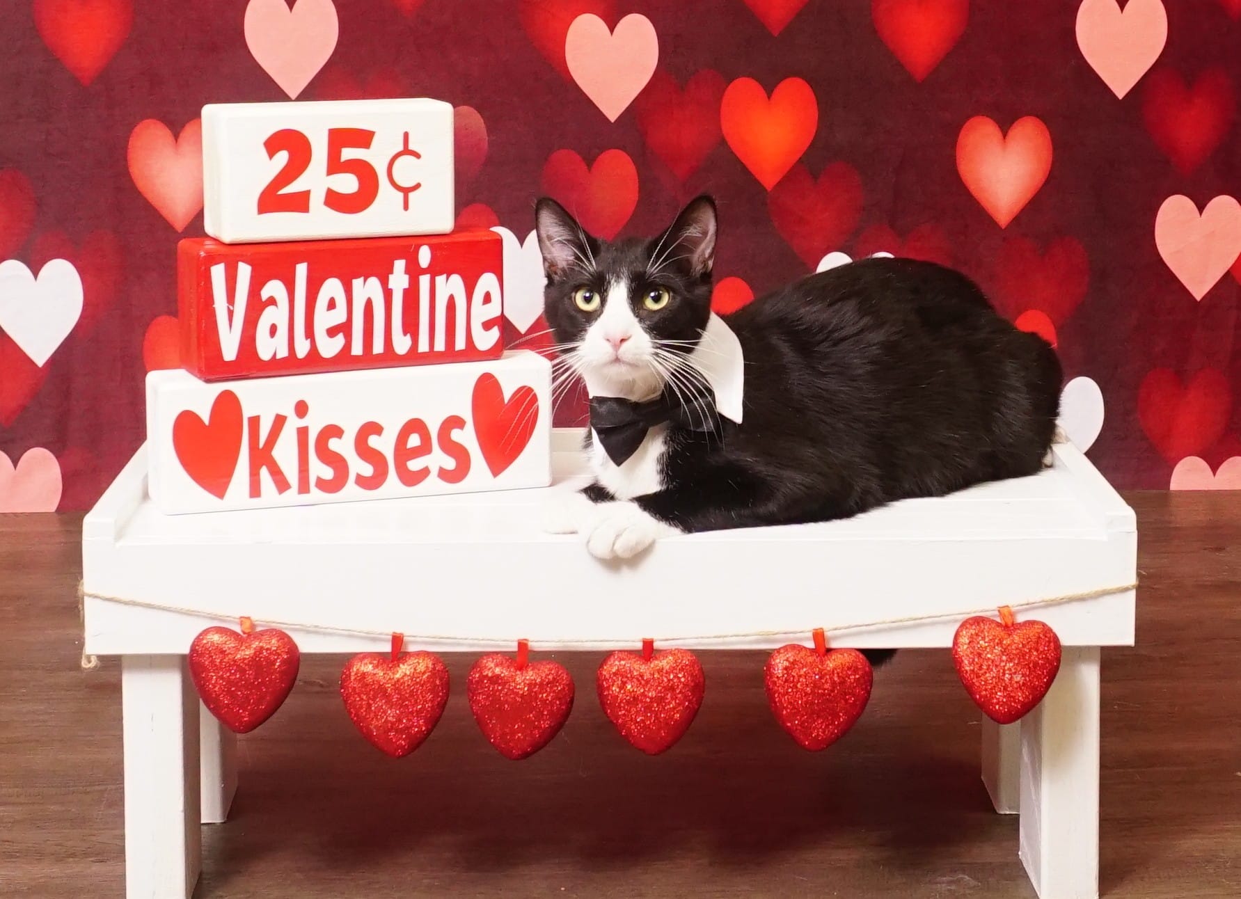 Kate Bokeh Valentine's Day Backdrop Red Defocus Designed by Kate Image - Kate Backdrop AU
