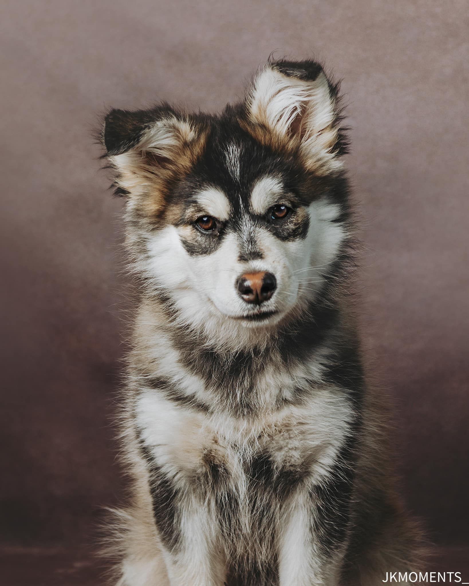 Kate Sweep Brown Abstract Backdrop for Photography - Kate Backdrop AU