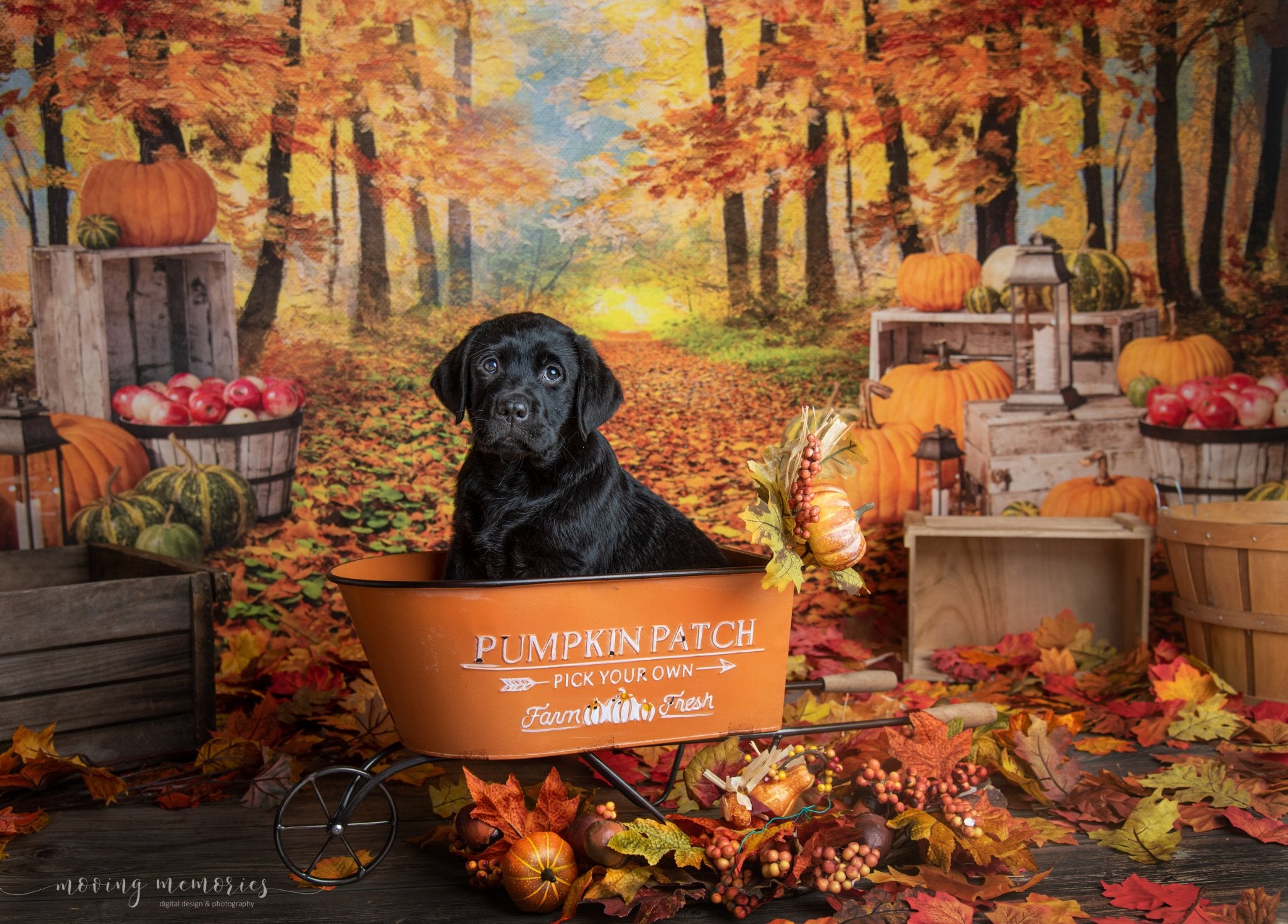 Kate Autumn Leaf Thanksgiving with Pumpkins Backdrop Designed By Jerry_Sina - Kate Backdrop AU