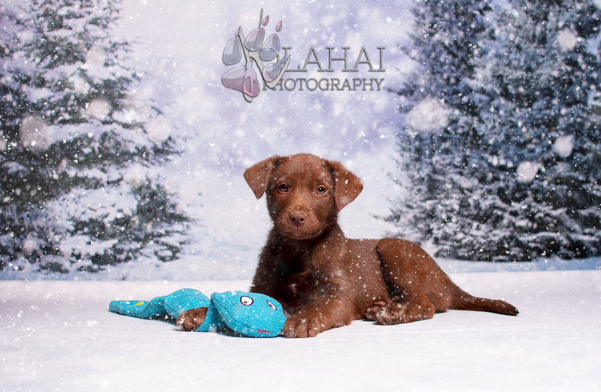 Kate Winter Forest Backdrop Snowflake for Photography - Kate Backdrop AU