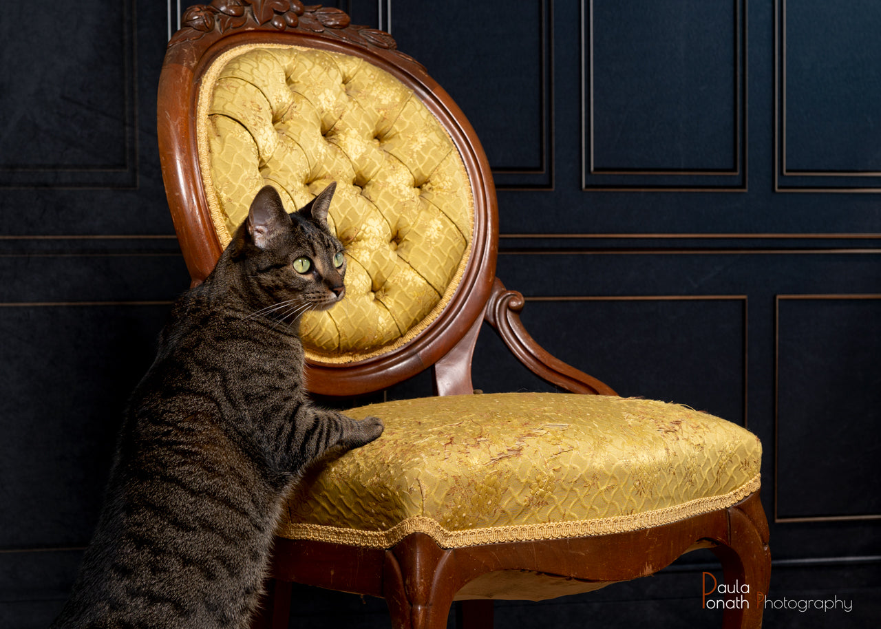 Kate Black Retro Wall Backdrop for Photography - Kate Backdrop AU