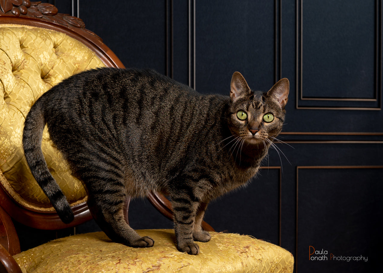 Kate Black Retro Wall Backdrop for Photography - Kate Backdrop AU