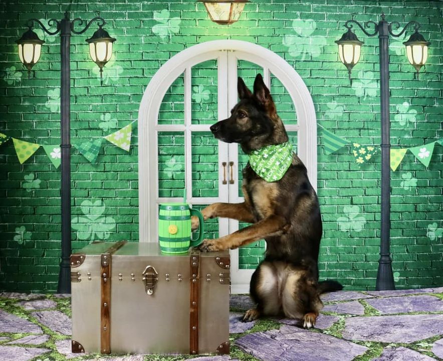 Kate St. Patrick's Day Shamrocks Window Backdrop Designed by Chain Photography - Kate Backdrop AU