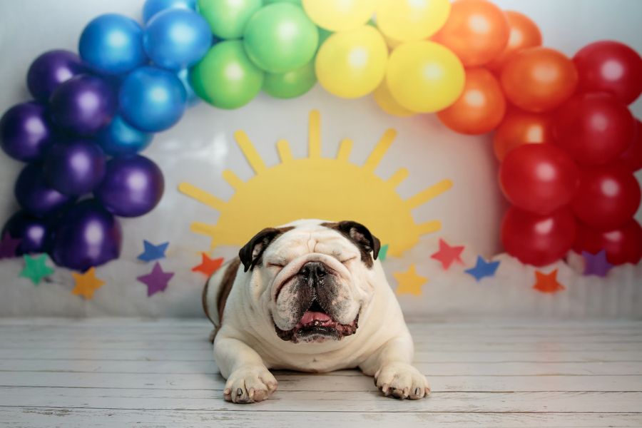 Kate Colorful Rainbow Balloons Backdrop Sun Designed by Melissa King - Kate Backdrop AU