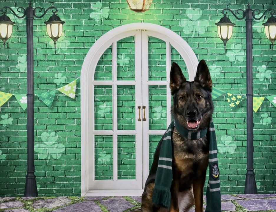 Kate St. Patrick's Day Shamrocks Window Backdrop Designed by Chain Photography - Kate Backdrop AU