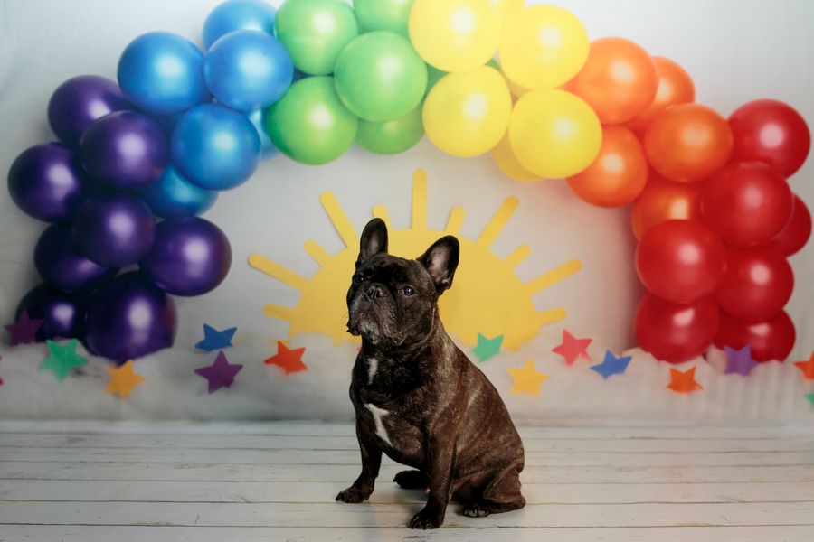 Kate Colorful Rainbow Balloons Backdrop Sun Designed by Melissa King - Kate Backdrop AU