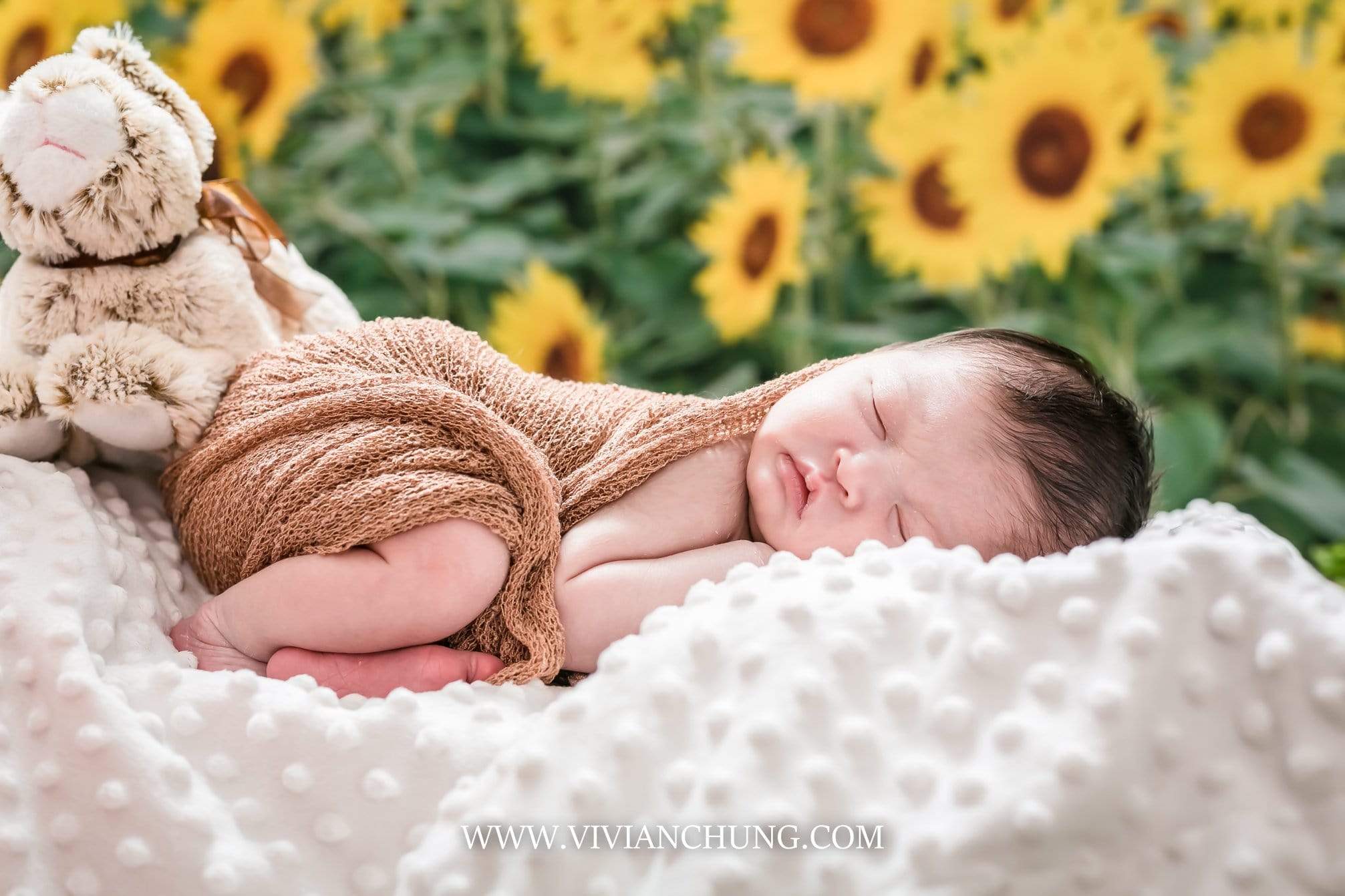 Kate Sunflower Field Backdrop for Summer Photography - Kate Backdrop AU
