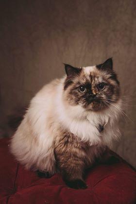 Kate Fine Art Sand Storm Abstract Backdrop for Photography Designed by Veronika Gant - Kate Backdrop AU