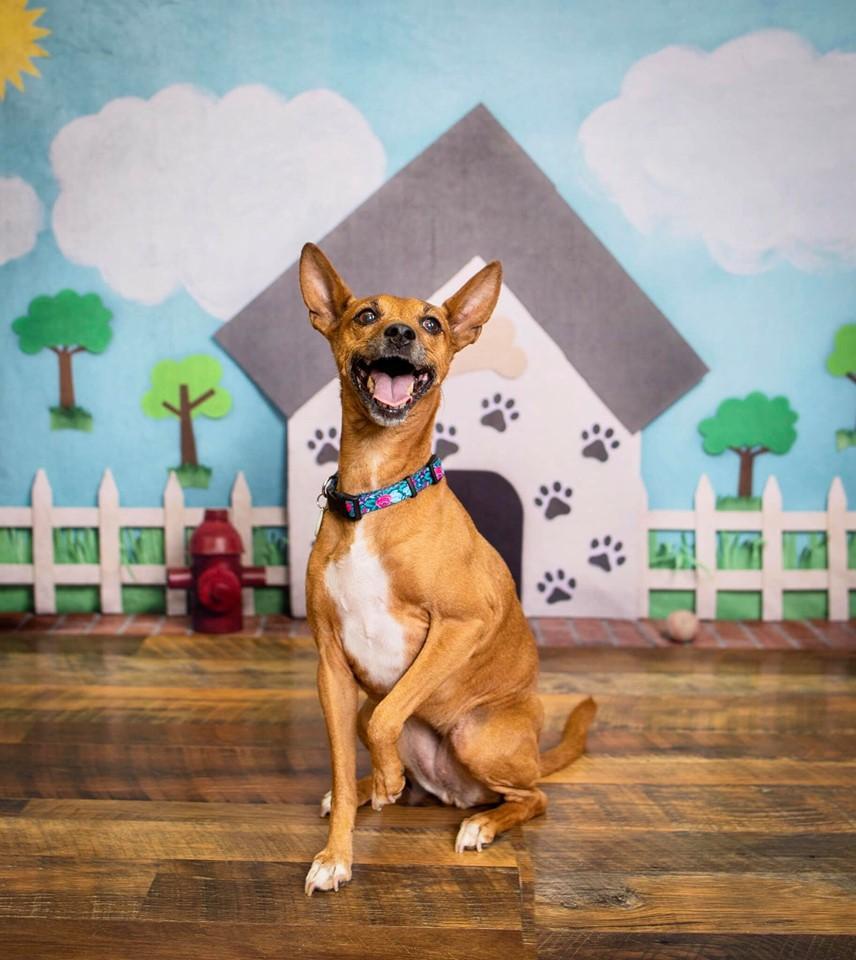 Kate Pet Park Sky and Clouds Spring Tree Children Backdrop for Photography Designed by Erin Larkins - Kate Backdrop AU