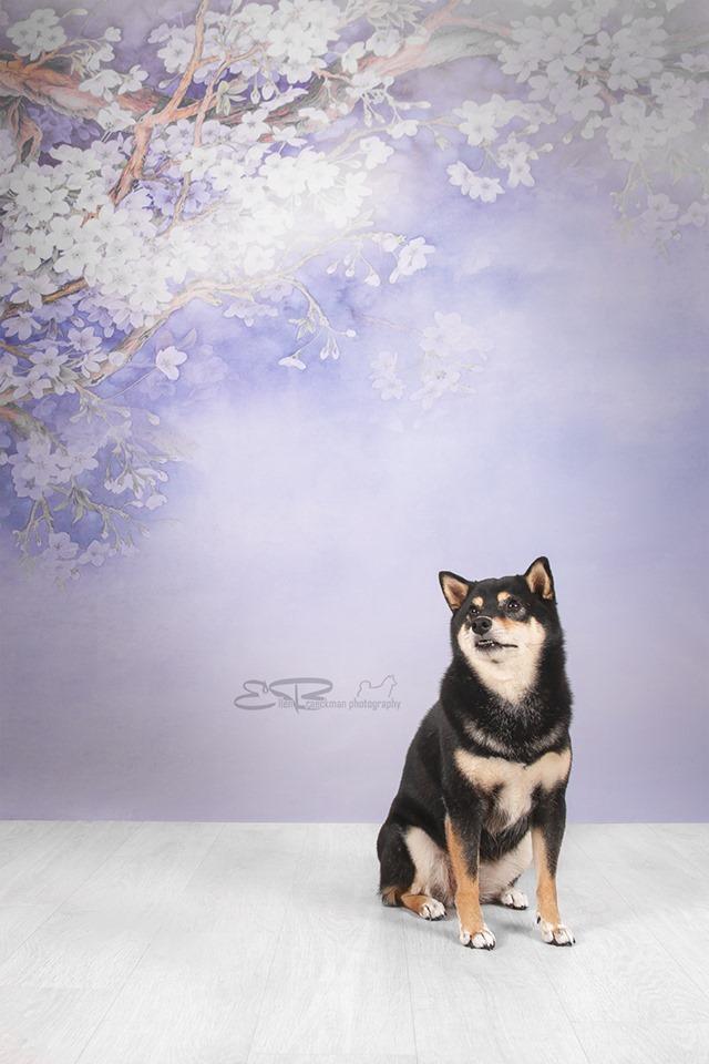 Kate Purple Backdrop Flower Photography Background - Kate Backdrop AU