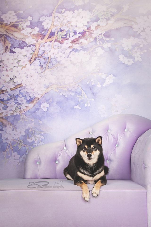 Kate Purple Backdrop Flower Photography Background - Kate Backdrop AU