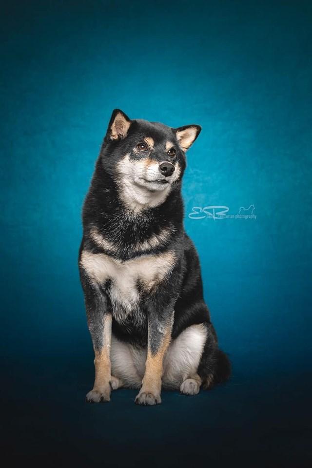 Kate Dark Background Abstract Backdrop for photography - Kate Backdrop AU