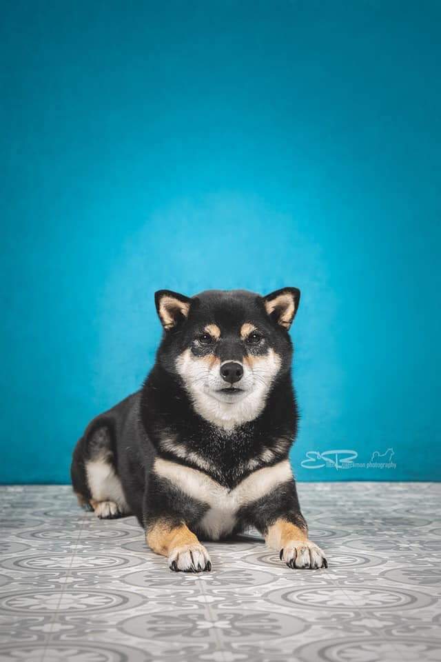 Kate Dark Background Abstract Backdrop for photography - Kate Backdrop AU