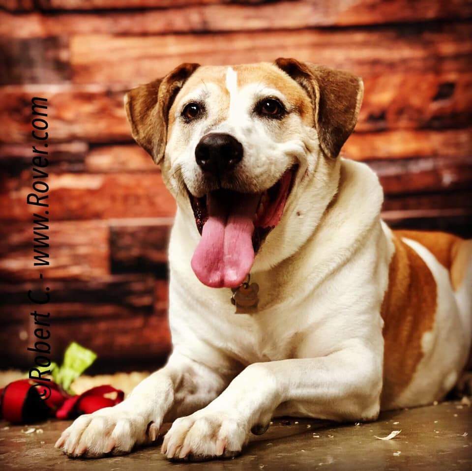 Kate Dark Wood Not Smooth Backdrop for Newborn - Kate Backdrop AU