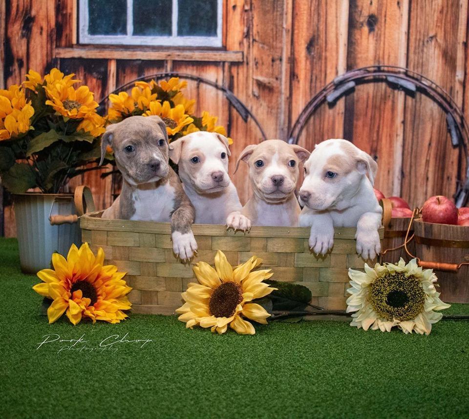 Kate Wood Wall White Windows Gas Bucket Retro Spring Backdrops - Kate Backdrop AU