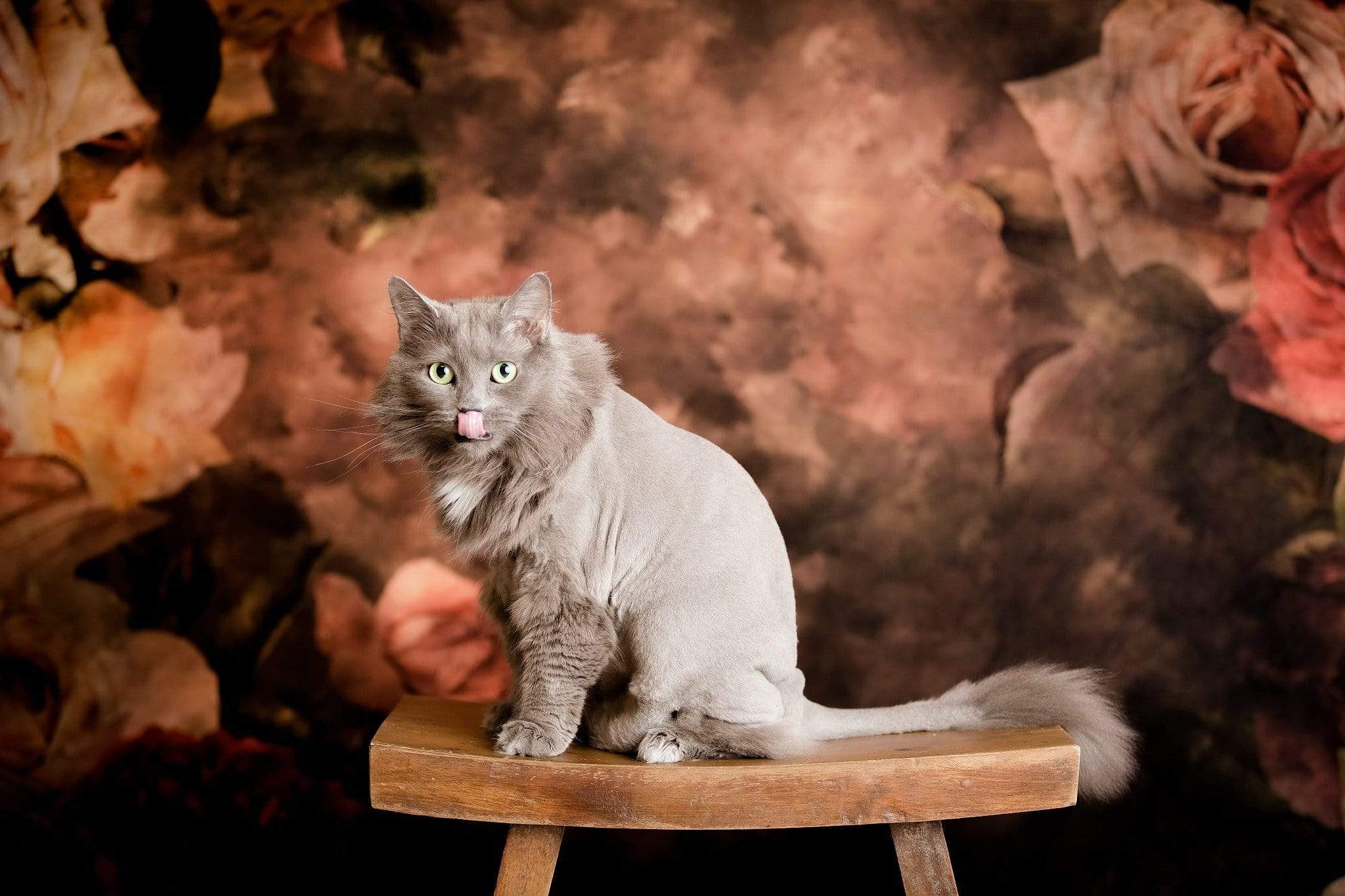 Kate Spring/Mother's Day Retro Abstract Flowers Backdrop Designed By Jerry_Sina - Kate Backdrop AU